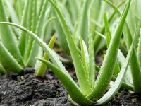 Aloe Vera