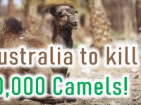 Australia-to-kill-10000-camels