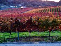 Best Tips for Your First Wine Visit