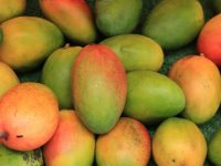 Fresh mangoes on a market stall