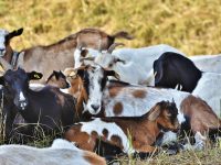 Pashubajaar The Online Trusted Platform To Buy Healthy Goat This Eid