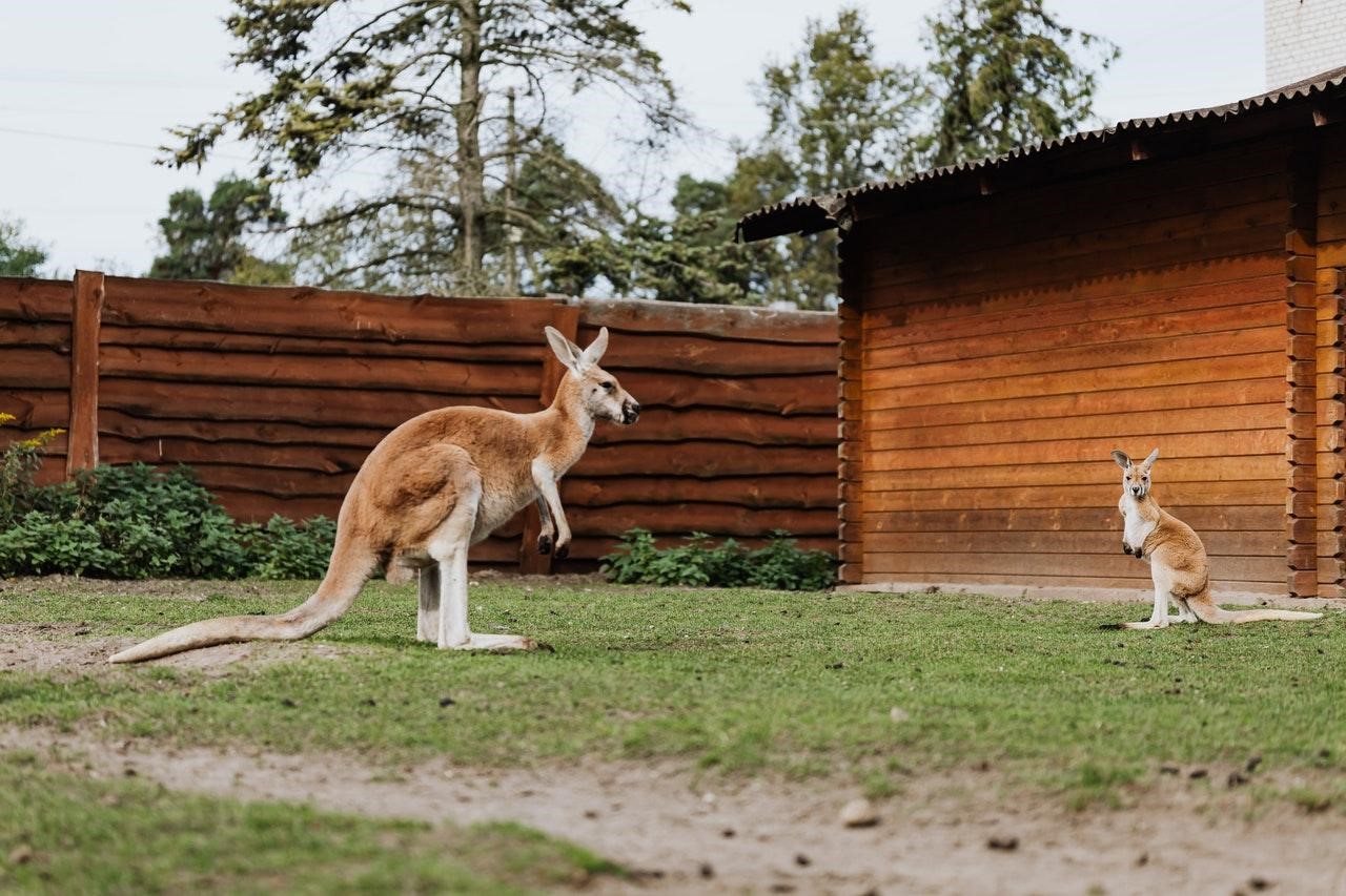 What to Do If a Kangaroo Attacks You