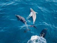 Whales in New Zealand